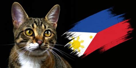 filipino cat breeds|Home .